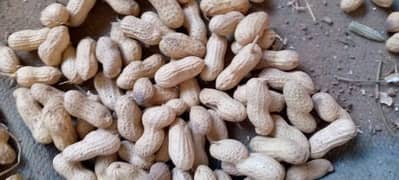 mong phali for sale in chakwal