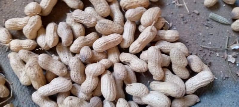 mong phali for sale in chakwal 0