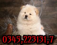 chow chow puppies O345,223131,7