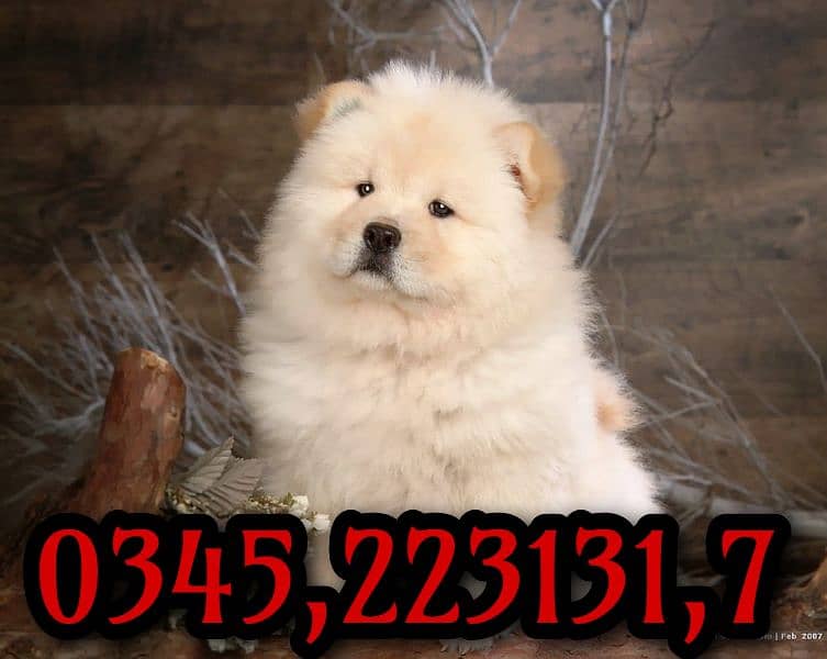 chow chow puppies O345,223131,7 0