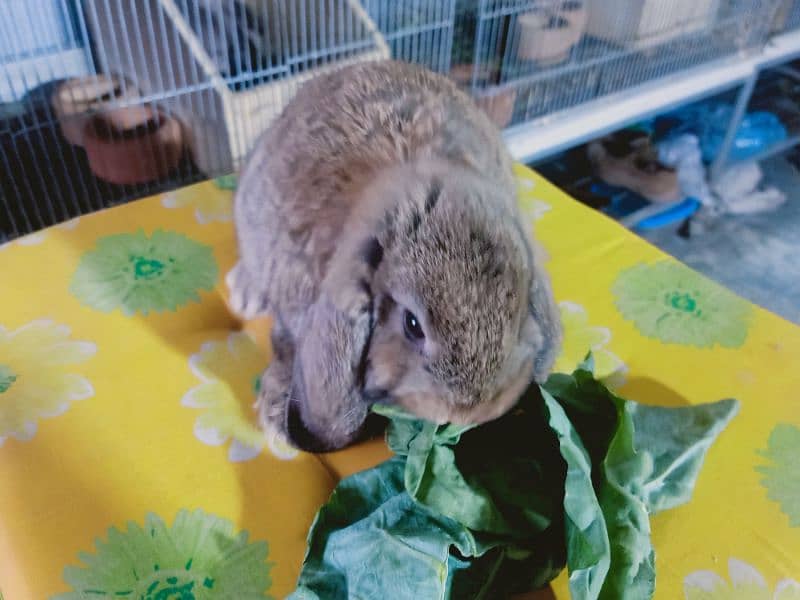 German lop rabbit  Baby female     colour  So friendly 0