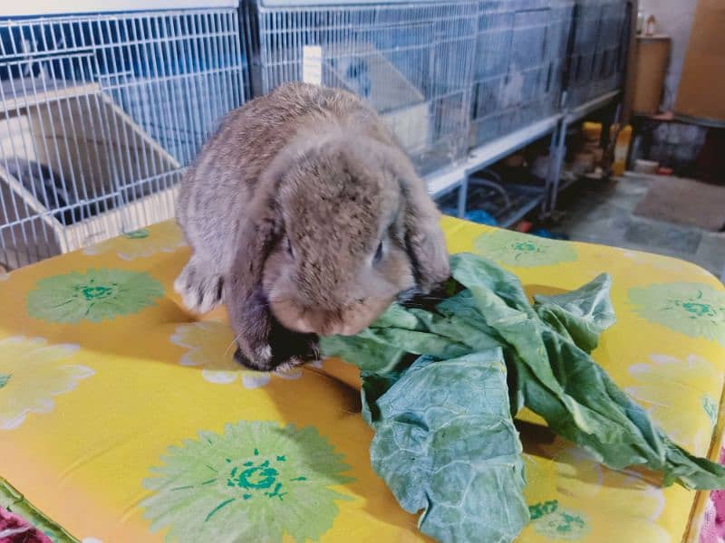 German lop rabbit  Baby female     colour  So friendly 1