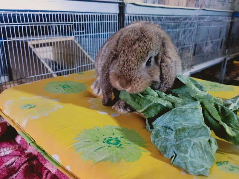 German lop rabbit  Baby female     colour  So friendly 2