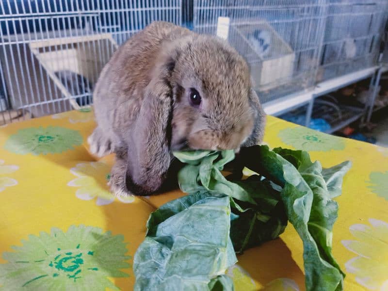 German lop rabbit  Baby female     colour  So friendly 3