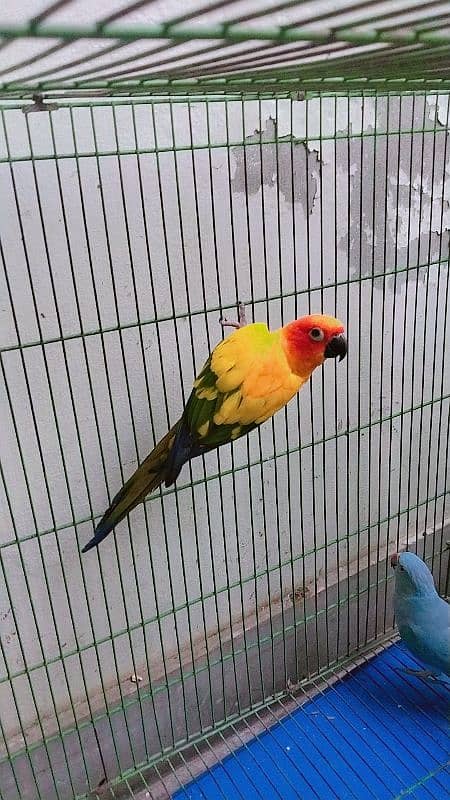 sun conure female  home breed  0321 6126361 0