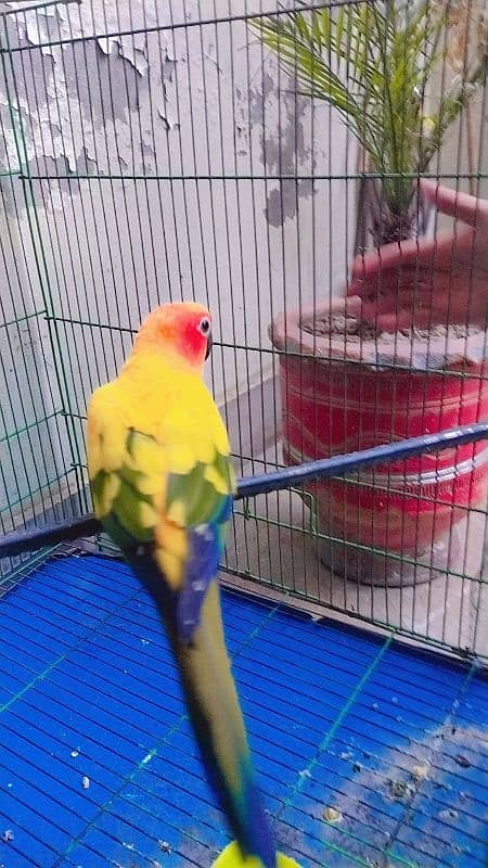 sun conure female  home breed  0321 6126361 1