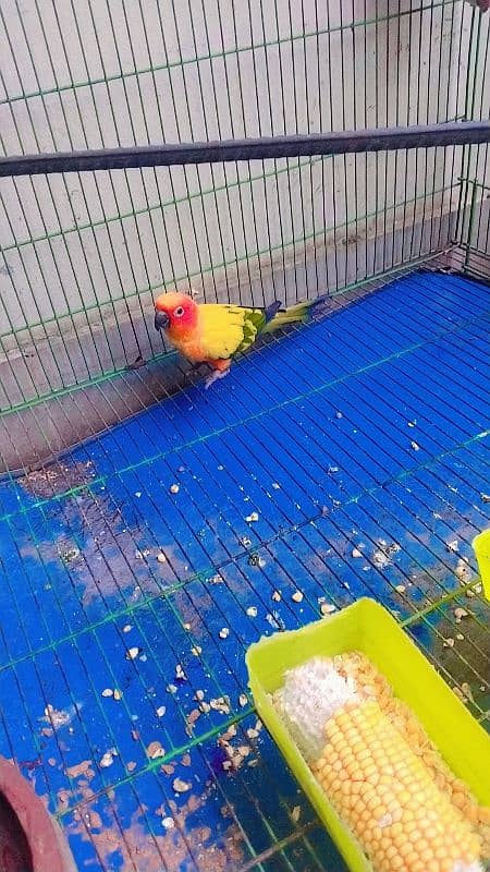 sun conure female  home breed  0321 6126361 2