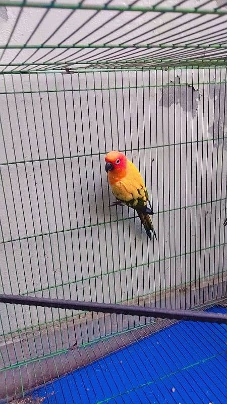 sun conure female  home breed  0321 6126361 3