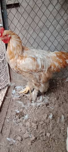 golden buff 1 male white Buff 2 female for sale location Peshawar