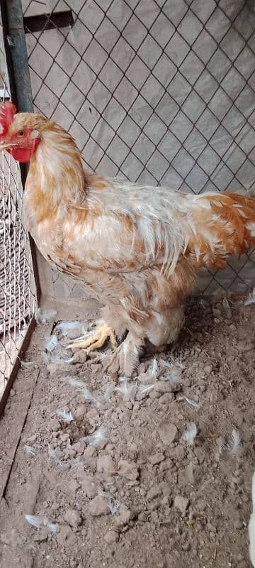 golden buff 1 male white Buff 2 female for sale location Peshawar 0