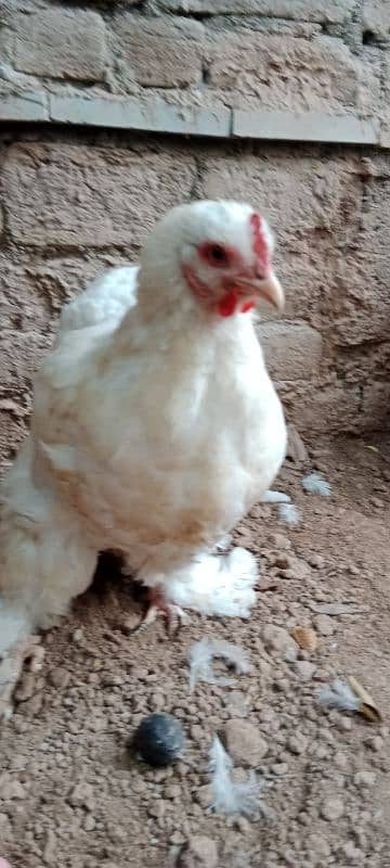 golden buff 1 male white Buff 2 female for sale location Peshawar 1