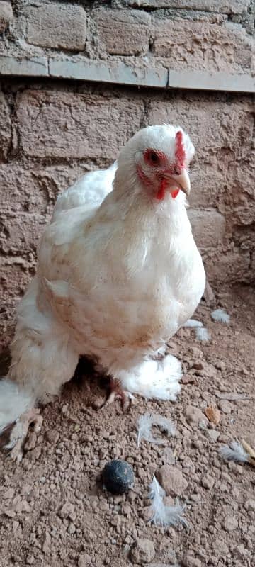 golden buff 1 male white Buff 2 female for sale location Peshawar 2