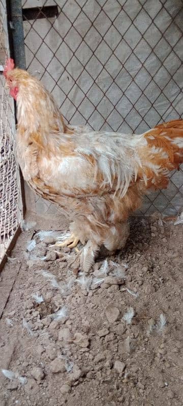 golden buff 1 male white Buff 2 female for sale location Peshawar 4