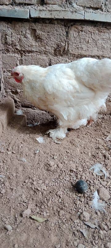 golden buff 1 male white Buff 2 female for sale location Peshawar 5