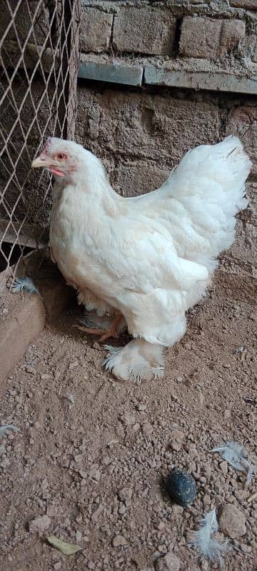 golden buff 1 male white Buff 2 female for sale location Peshawar 6