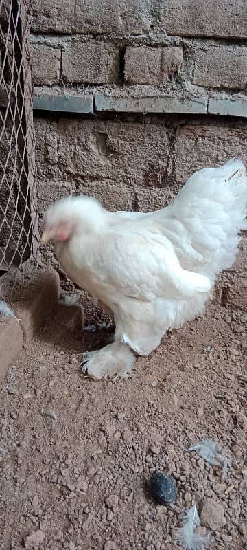 golden buff 1 male white Buff 2 female for sale location Peshawar 7