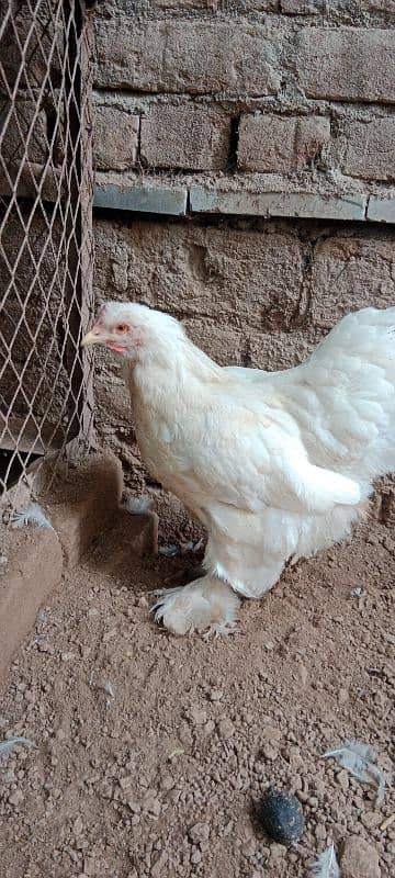 golden buff 1 male white Buff 2 female for sale location Peshawar 8