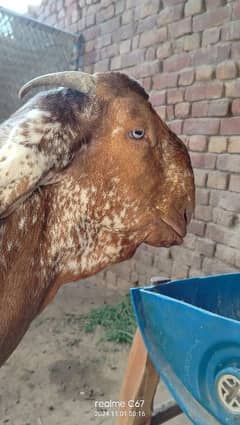 Maki China breeder bakra dubal Hadi ma 03074063680