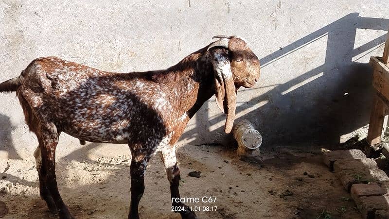 Maki China breeder bakra dubal Hadi ma 03074063680 1