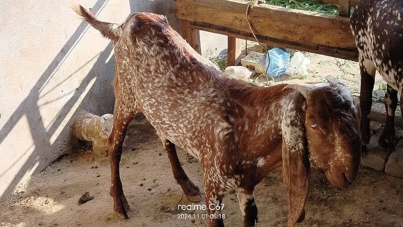 Maki China breeder bakra dubal Hadi ma 03074063680 4