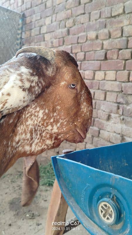 Maki China breeder bakra dubal Hadi ma 03074063680 7