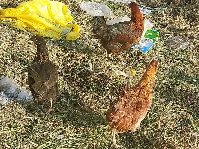 golden Misri Hens available 0