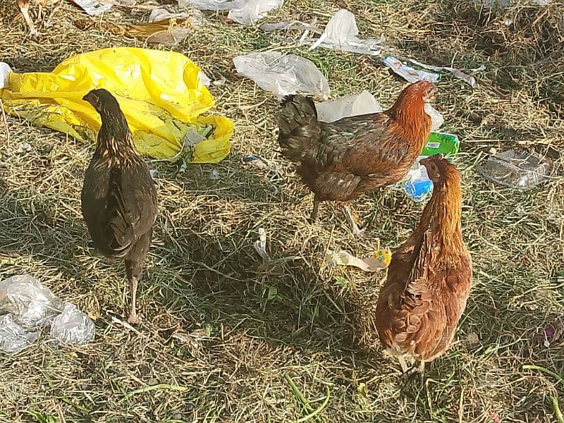 golden Misri Hens available 1