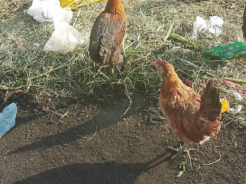 golden Misri Hens available 2