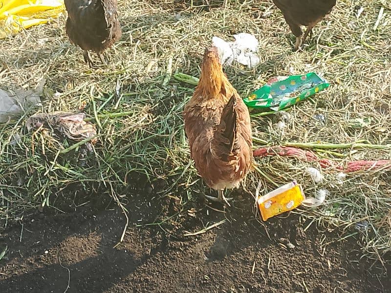 golden Misri Hens available 3