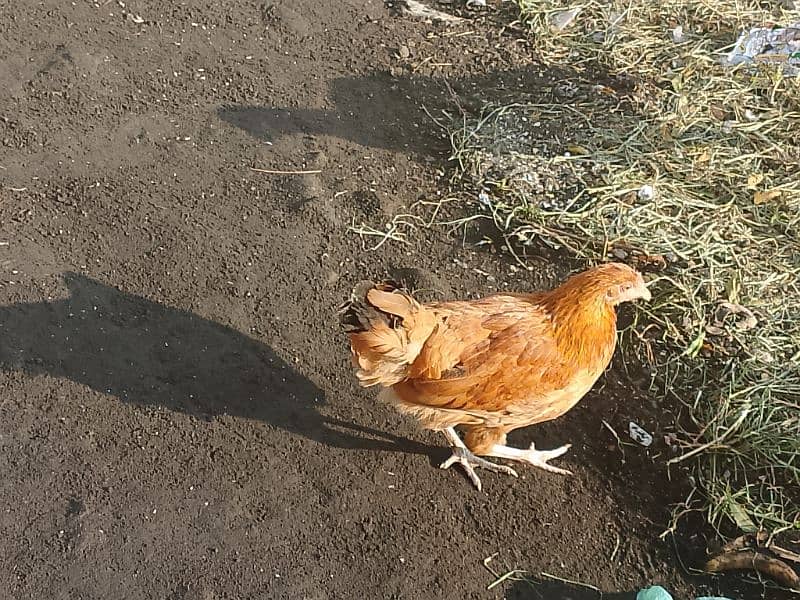 golden Misri Hens available 4