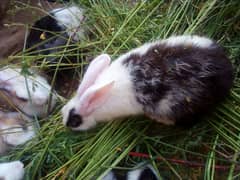 Desi rabbits breeder pairs