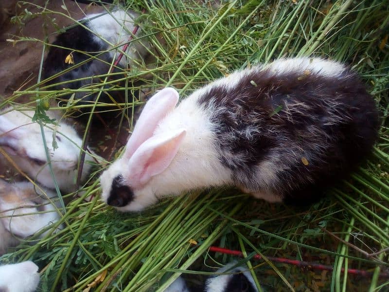 Desi rabbits breeder pairs 0