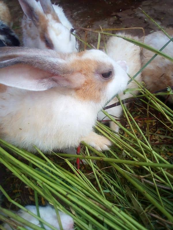 Desi rabbits breeder pairs 1