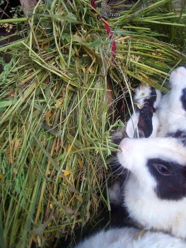 Desi rabbits breeder pairs 2