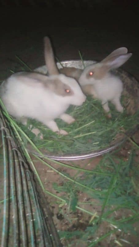 Desi rabbits breeder pairs 4