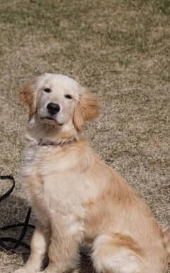 Golden retriever male/ female available for sale 0334[4854330]