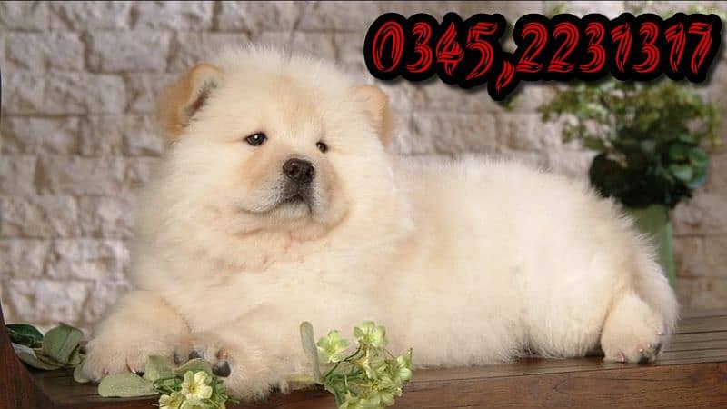 Chow Chow puppy O345,2231317 1