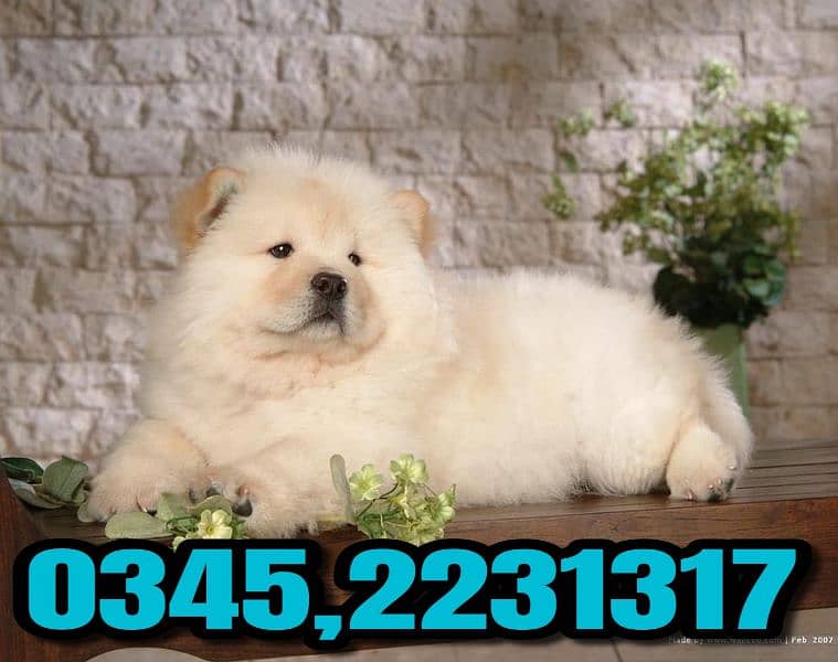 Chow Chow puppy O345,2231317 2