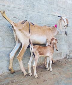 Punjab Nagri crass Bakri with 1 kid