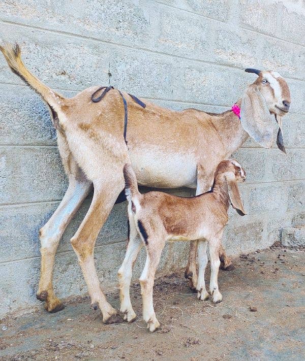 Punjab Nagri crass Bakri with 1 kid 0