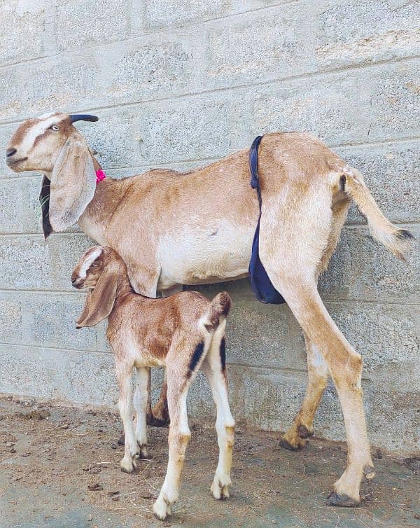 Punjab Nagri crass Bakri with 1 kid 6