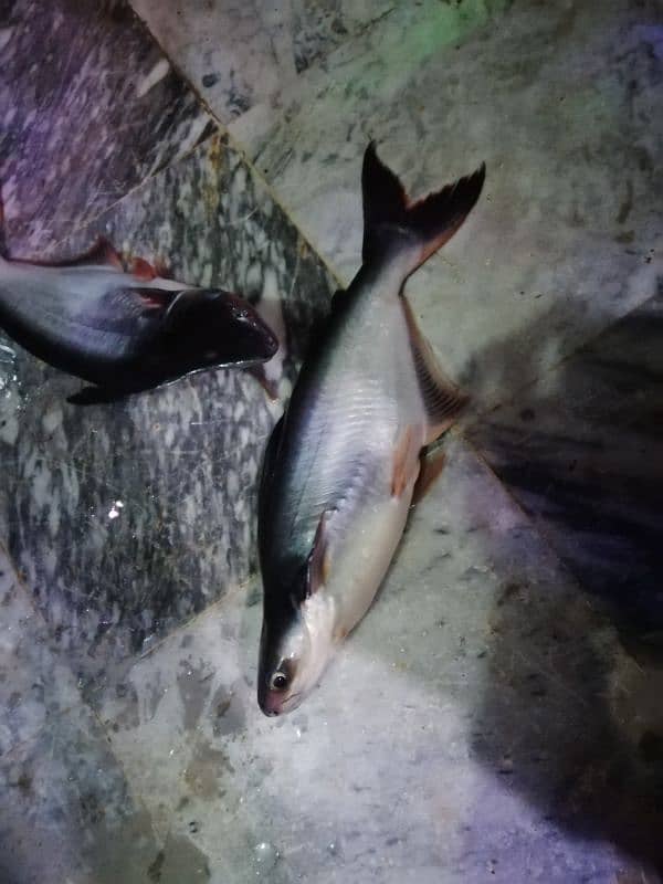 40 prsant low price ma pangasius finger fish zinda 2