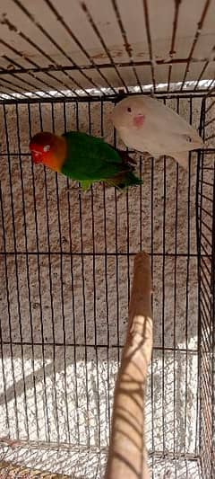 albino red eye and lovebirds for sale