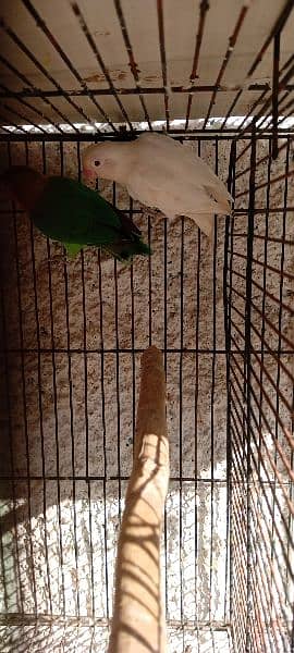 albino red eye and hogoromo for sale 2