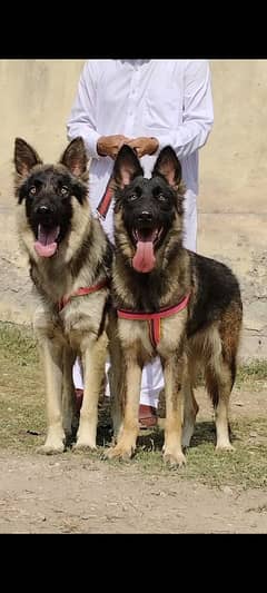 pure bhagyary pior 12 month sequrty dogs for sale