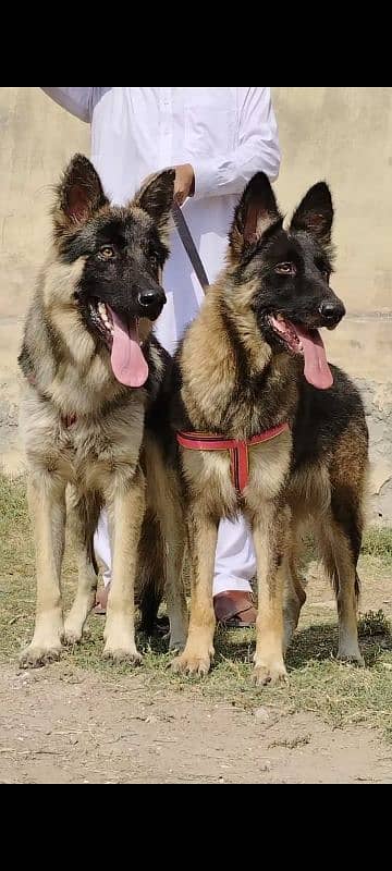 pure bhagyary pior 12 month sequrty dogs for sale 1