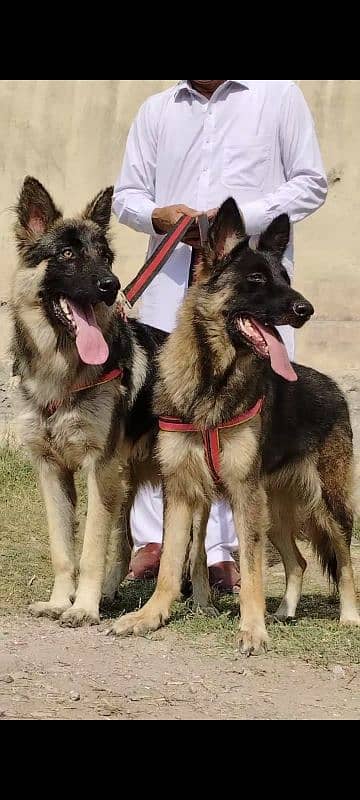 pure bhagyary pior 12 month sequrty dogs for sale 2