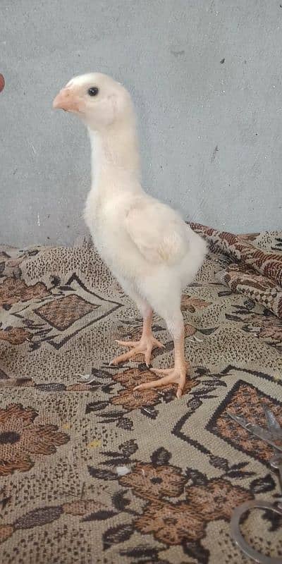 TOP QUALITY katrina mullar BLOODLINE chicks Avalible 1