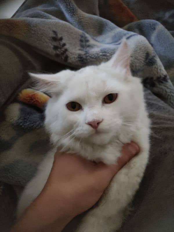 "Friendly and Well-Trained Cat Looking for a New Family" 3