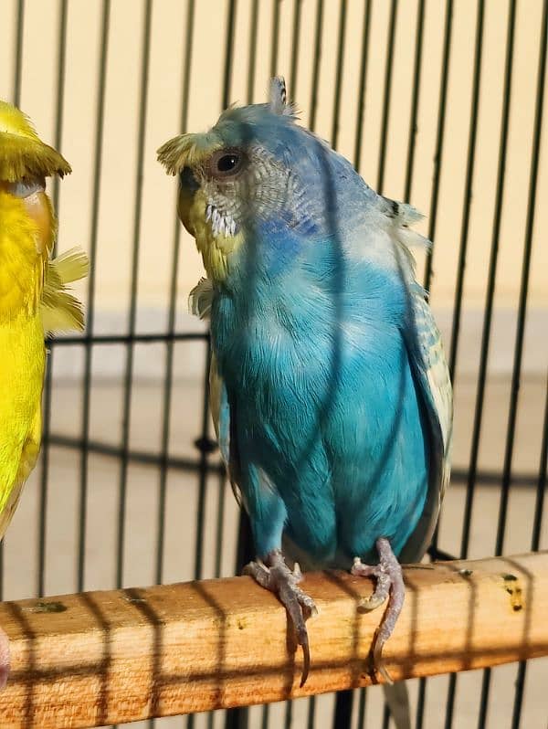 hagoromo budgies 1